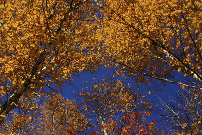 LEAVES AND SKY