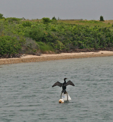 DRYING ITS WINGS