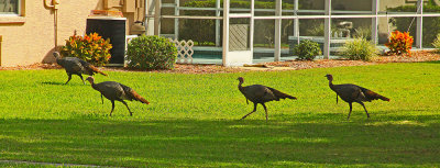 BACK YARD: HUDSON, FL.