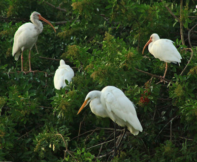 EGRETS
