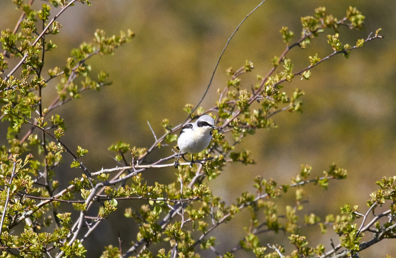 Northern Wheatear