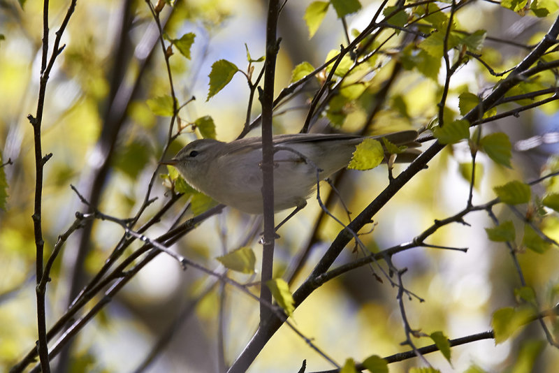Willow warbler