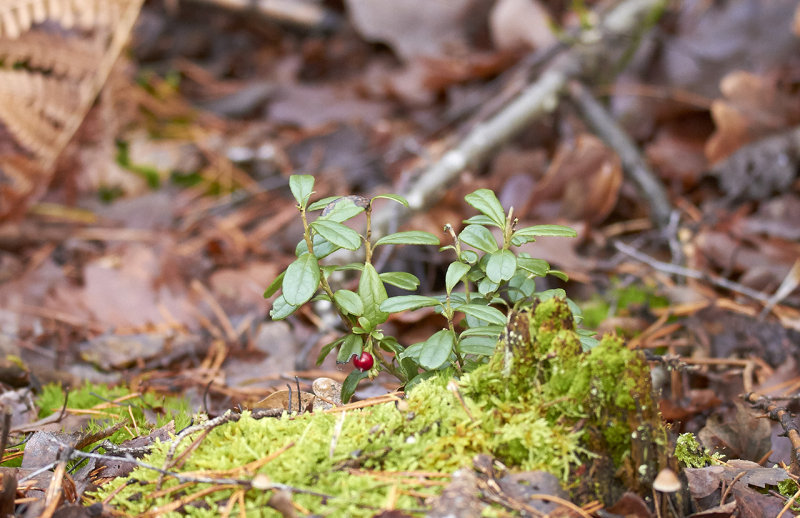 Plants, Flowers, Mushrooms
