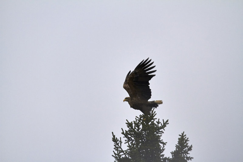 White-tailed Eagle