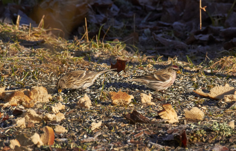 Common Redpoll