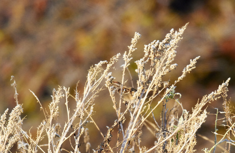 American Tree Sparrow