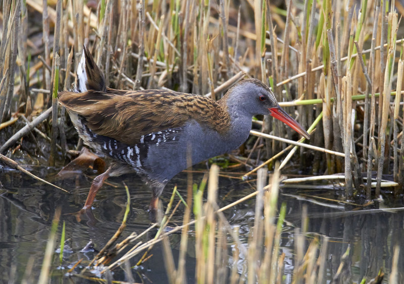 Water Rail