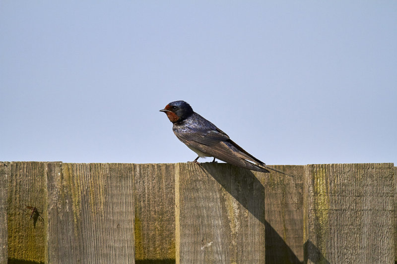 Barn Swallow