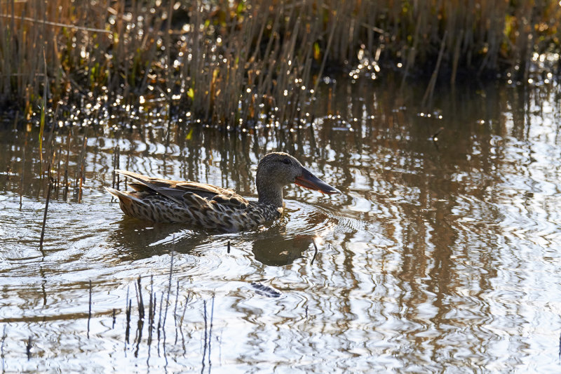 Northern Shoveler