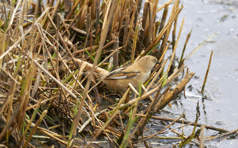 Bearded Parrotbill