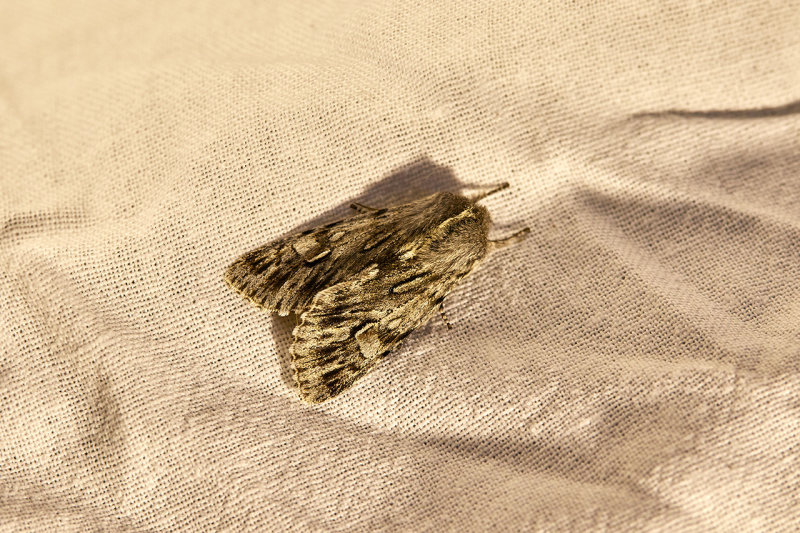(778) Vårtaggfly