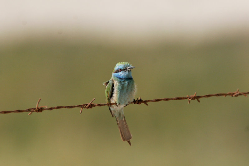 Grn dvrgbitare<br/>Green Bee-eater<br/>Merops orientalis cyanophrys