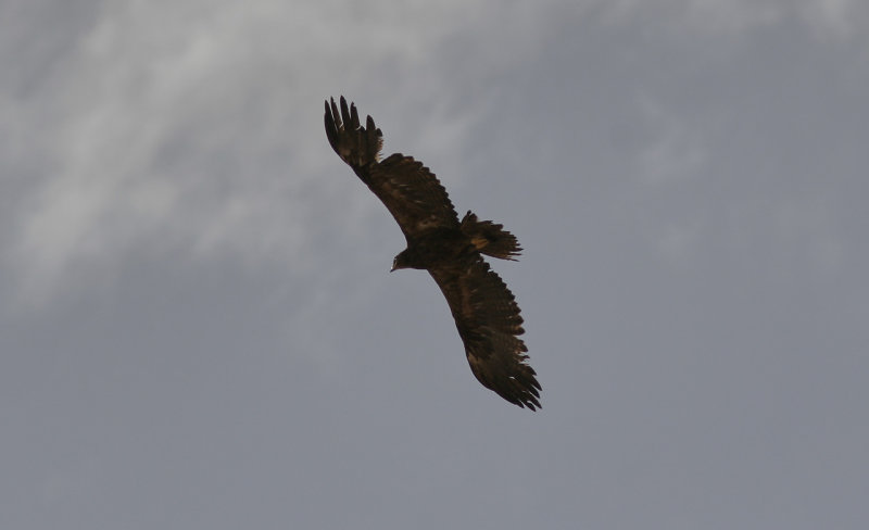 Stäppörn<br/>Steppe Eagle<br/>Aquila nipalensis