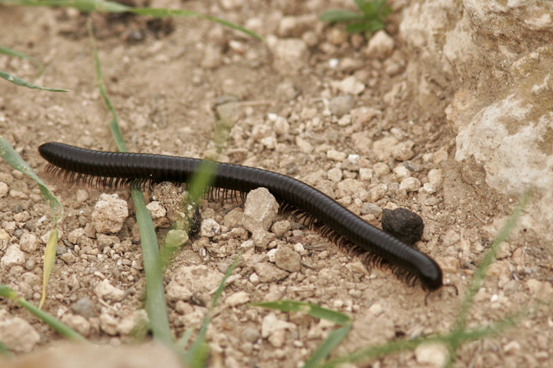 Israel 2009