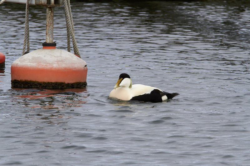 Common Eider