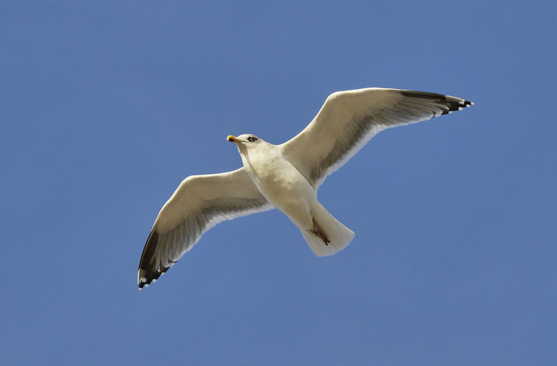 European Herring Gull