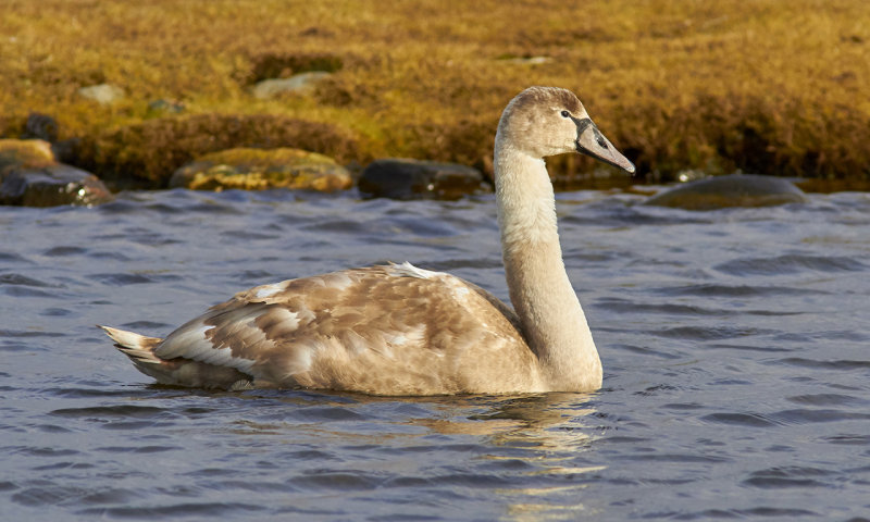 Mute Swan