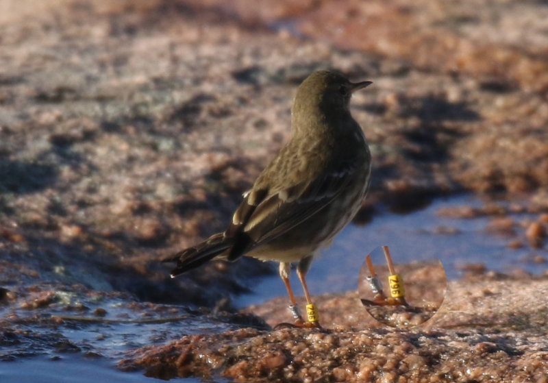 Skrpiplrka<br/>Rock pipit<br/>Anthus petrosus