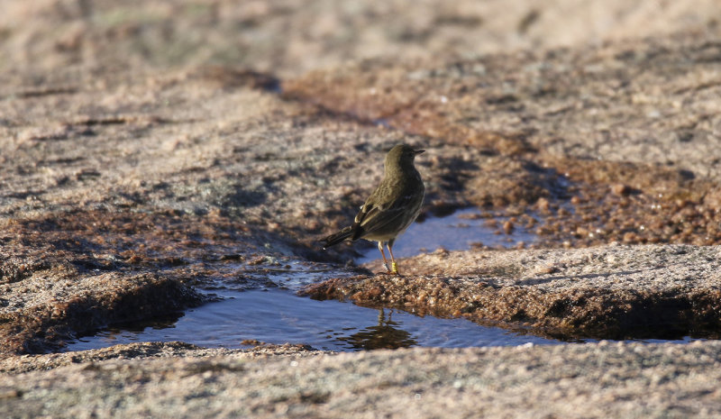 Rock pipit
