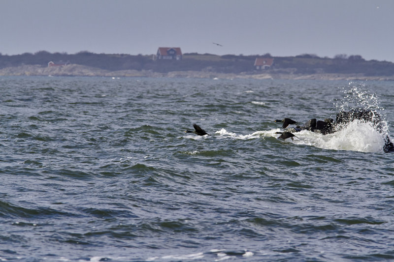 European shag