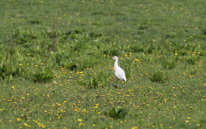 Cattle Egret