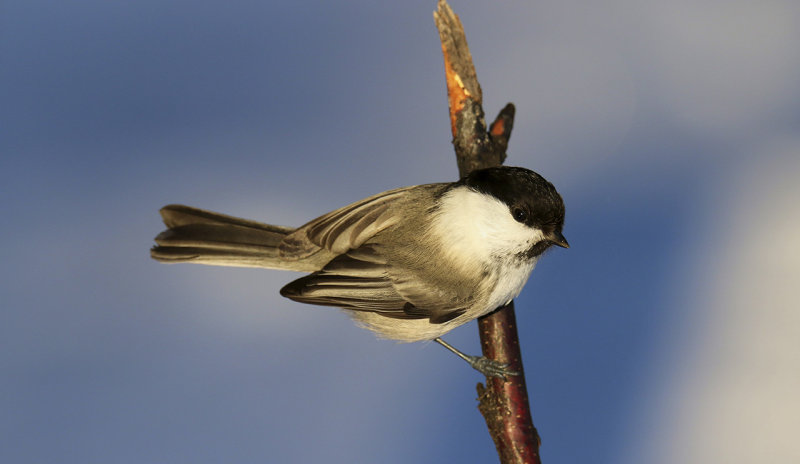 Willow tit