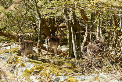 DovhjortFallow deerDama dama