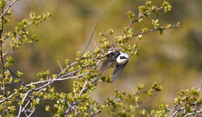 StenskvättaNorthern WheatearOenanthe oenanthe