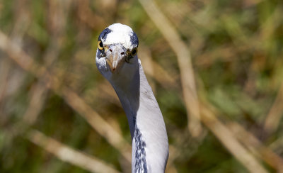 GråhägerGrey HeronArdea cinerea