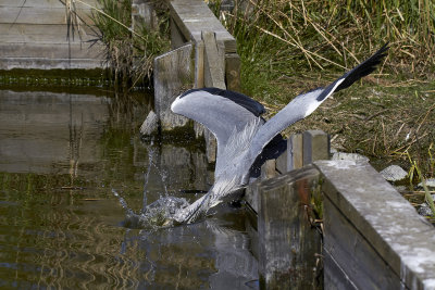 GråhägerGrey HeronArdea cinerea