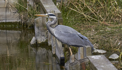 GråhägerGrey HeronArdea cinerea