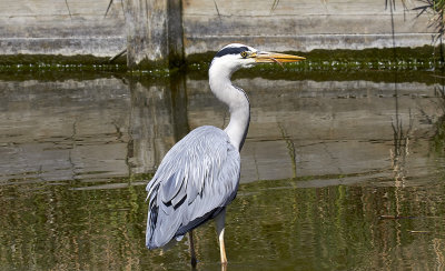 GråhägerGrey HeronArdea cinerea