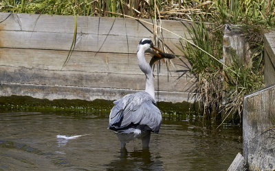 GråhägerGrey HeronArdea cinerea