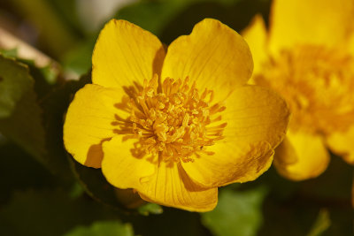 KabbelekaMarsh-marigoldCaltha palustris