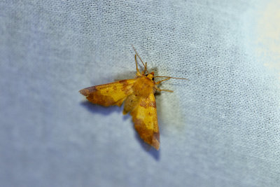 Mrkbandat gulvingeflyBarred SallowTiliacea aurago