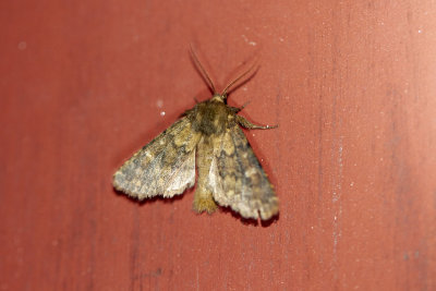 TempelflyBrindled OchreDasypolia templi