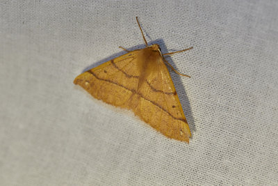 Trestreckat gulvingeflyOrange SallowTiliacea citrago