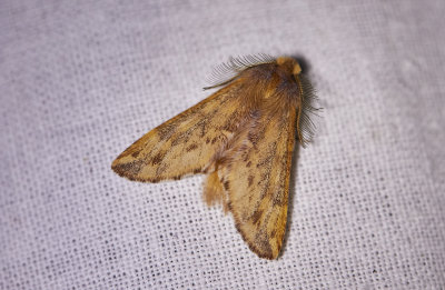 FjäderbärarePlumed ProminentPtilophora plumigera