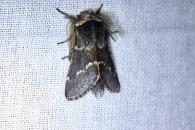 PoppelspinnareDecember MothPoecilocampa populi