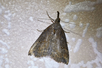 HumlenbbflyButtoned SnoutHypena rostralis