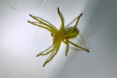Grön bladspindelGreen Huntsman SpiderMicrommata virescens