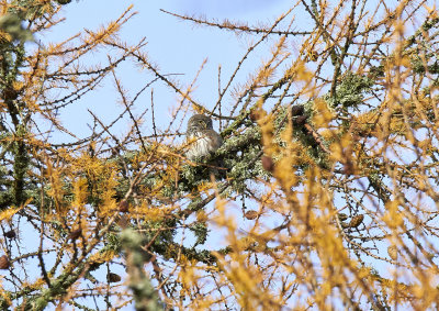 SparvugglaEurasian Pygmy OwlGlaucidium passerinum