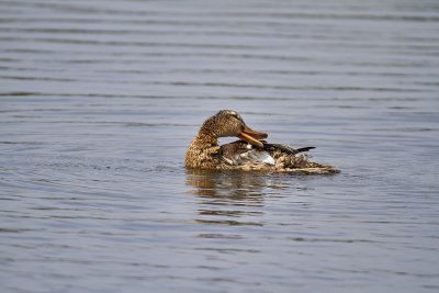 GrsandMallardAnas platyrhynchos
