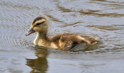 GrsandMallardAnas platyrhynchos