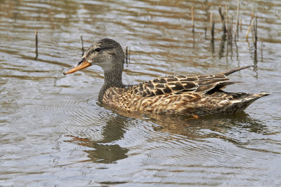 GrsandMallardAnas platyrhynchos