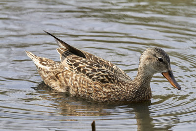 GrsandMallardAnas platyrhynchos