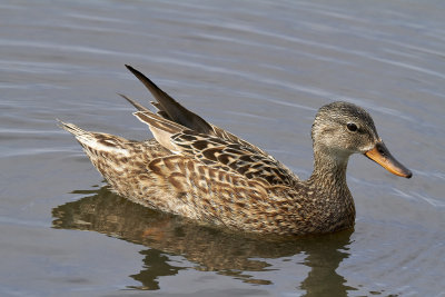 GrsandMallardAnas platyrhynchos