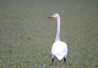 SångsvanWhooper SwanCygnus cygnus