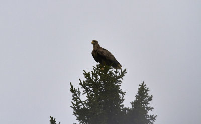 White-tailed Eagle