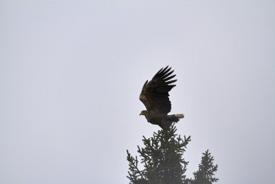 HavsörnWhite-tailed EagleHaliaeetus albicilla